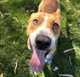 DOGFISH, Pit Bull Terrier / Labrador Retriever, adult, available for adoption