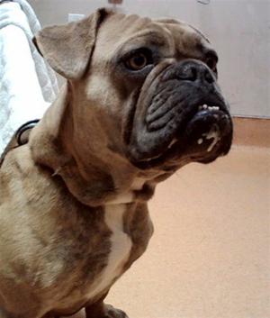 ANGEL, French Bulldog, adult, available for adoption