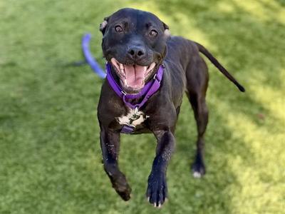 A black dog with a purple collar is jumping on a grassy field.