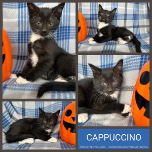 Cappuccino, kitten, available for adoption