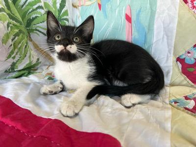 Chili, kitten, available for adoption