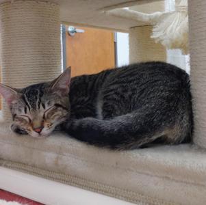 A gray tabby cat is sleeping on a cat tree. The cat is curled up and appears to be resting peacefully. The cat tree is made of a beige material and has a scratching post. The background shows a wooden door and a white wall.