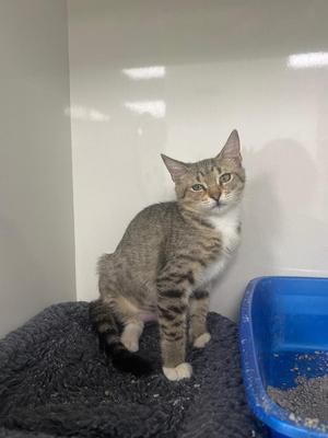 Cher, kitten, available for adoption