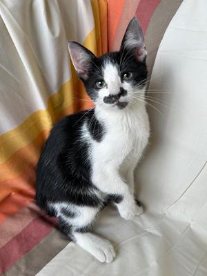 Brisket, kitten, available for adoption