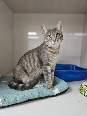 A gray tabby cat sitting on a blue blanket with a blue litter box in the background.