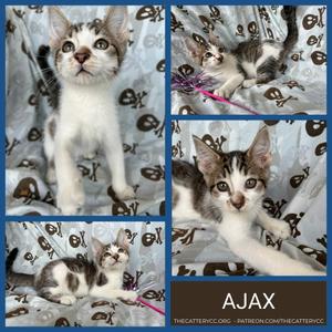 Ajax, kitten, available for adoption