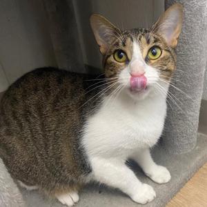 Cherry, young, available for adoption