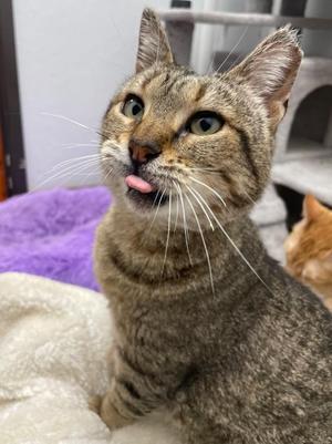 Chiquitina, adult, available for adoption