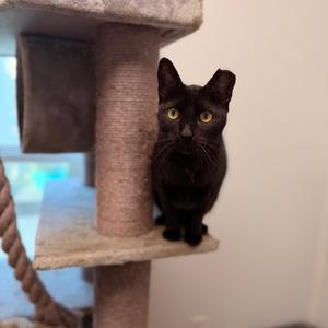 Belladonna, young, available for adoption