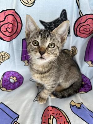 Charcoal, kitten, available for adoption