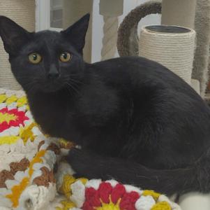 Argus, kitten, available for adoption