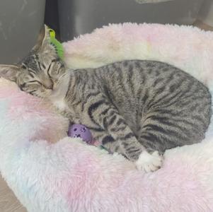 A tabby cat sleeping in a fluffy pink bed with a purple toy