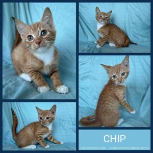 Chip, kitten, available for adoption