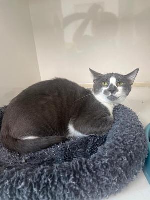 Caspian, kitten, available for adoption