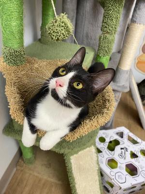 Catherine, kitten, available for adoption