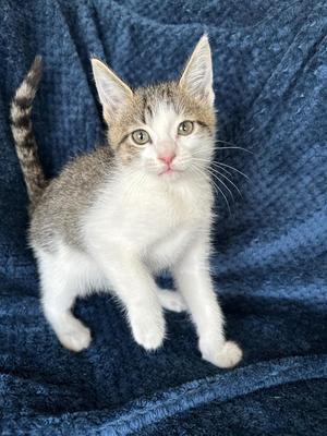 Berry, kitten, available for adoption
