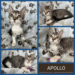 Apollo, kitten, available for adoption