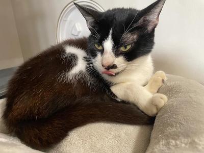 Cardi, young, available for adoption