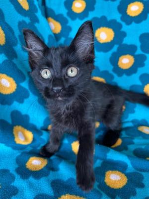 Chai, kitten, available for adoption