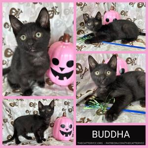 Buddha, kitten, available for adoption