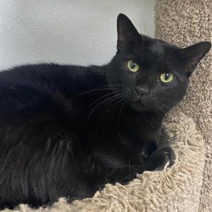 Catarina, adult, available for adoption