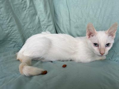 A white cat with blue eyes lying on a green blanket