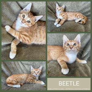 A collage of four images of a ginger and white cat named Beetle. The cat is shown in various poses, including lying on its back, lying on its side, and sitting up. The background is a brown textured surface.