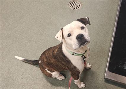 DEXTER, American Pit Bull Terrier, senior, available for adoption