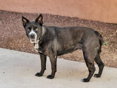 DOROTHY, Chinese Shar-Pei, senior, available for adoption