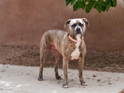 RAZZY, Staffordshire Bull Terrier, adult, available for adoption