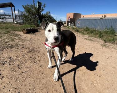 BLUEBERRY, American Pit Bull Terrier, senior, available for adoption