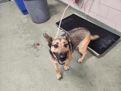 A German Shepherd dog standing on a scale in a room with a green floor and a blue trash can in the background.