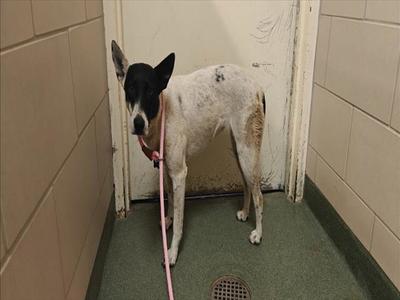 CHICA, Queensland Heeler, adult, available for adoption