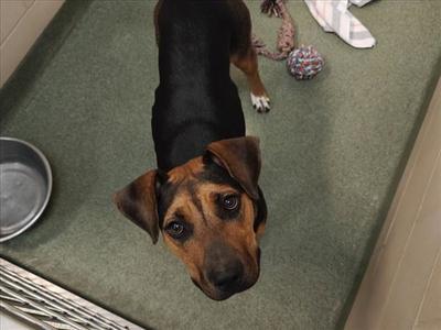 ESTRELLA, German Shepherd Dog, young, available for adoption