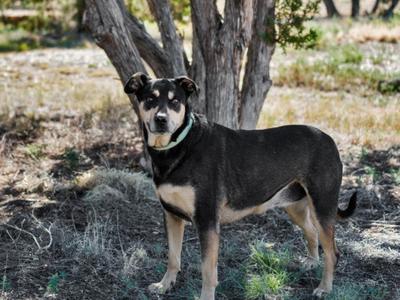 CHLOE, Rottweiler, senior, available for adoption
