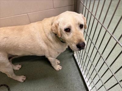LUNA, Labrador Retriever, senior, available for adoption