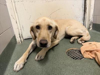 HONEY, Labrador Retriever, adult, available for adoption