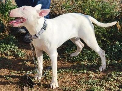 TOFU, Bull Terrier, young, available for adoption
