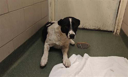 SMOKEY, Queensland Heeler, young, available for adoption