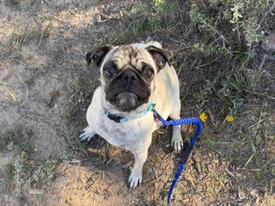 a pug dog sitting on the ground with a blue leash attached to its collar