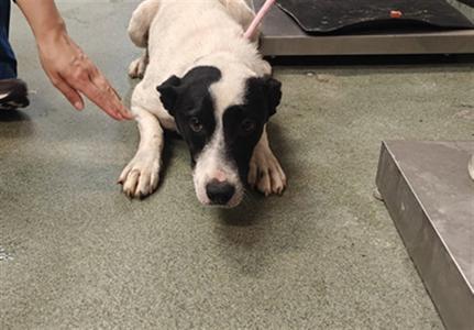 MAGPIE, Queensland Heeler, young, available for adoption