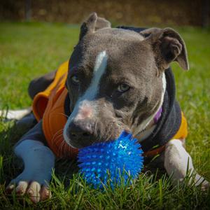 Lil P, Terrier, American Pit Bull, young, available for adoption