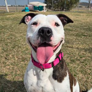 Rory, Terrier, Pit Bull, adult, available for adoption