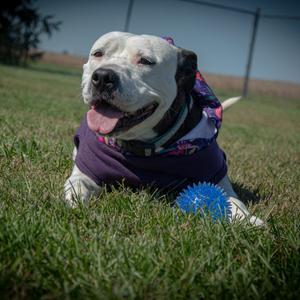 Rory, Terrier, Pit Bull, adult, available for adoption