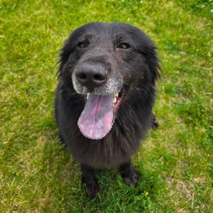 Mammy, Mixed Breed (Medium), adult, available for adoption