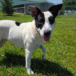 Dust, Mixed Breed (Medium), adult, available for adoption