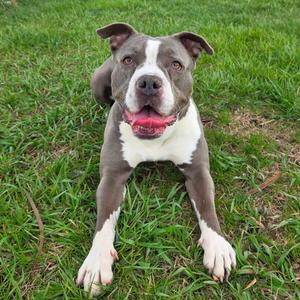 Krakatoa, Terrier, American Pit Bull, adult, available for adoption