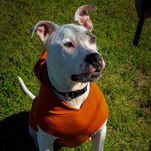 Elmer Fudd (Zeus), Terrier, Pit Bull, adult, available for adoption