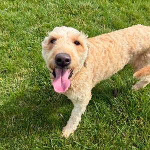 Twinkle, Poodle, Standard, adult, available for adoption