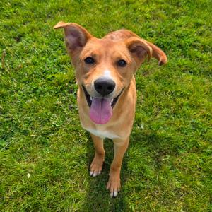 A happy brown dog with its tongue out, standing on a grassy field.